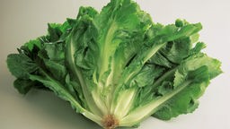 Bild eines Salatkopfes der Sorte Winterendivie.