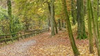 Eine Allee im Herbst