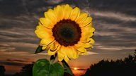 Sonnenblume 