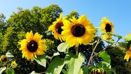 Auf dem Bild sieht man Sonnenblumen.
