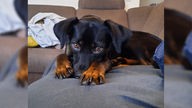Schwarz-brauner Hund auf einem Sofa.