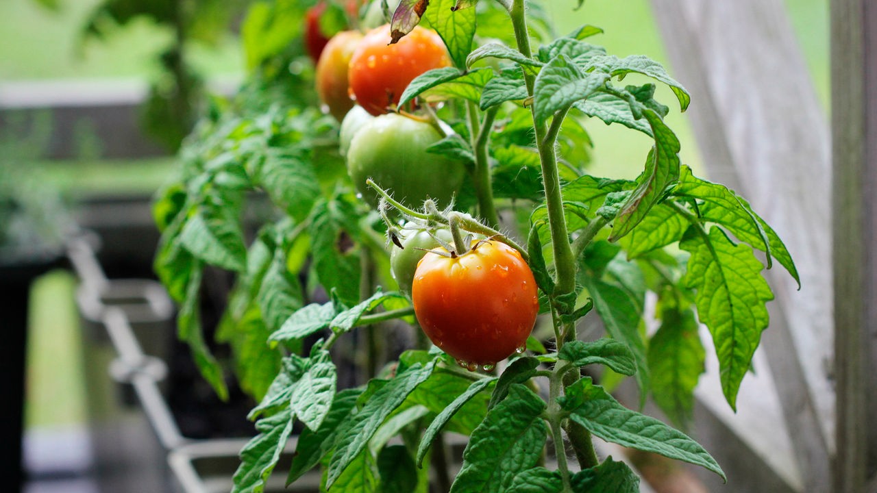 Tomatenpflanze
