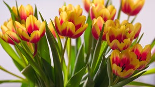 Gelb-rote Tulpen in der Vase