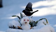 Vogel und Schneemann