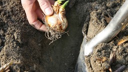 Eine Blumenzwiebeln wird eingegraben.