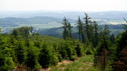 Blick auf den Wald, mit kleinen Tannenbäumen, der Familie Lösse.