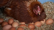 Huhn mit Eiern. 