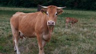 Ein Limousin-Rind auf der Weide