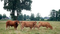 Limousin-Rinder auf der Weide
