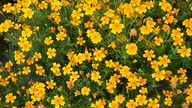 Essbare Blüten: Lemon Gem Marigold.
