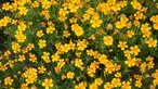 Essbare Blüten: Lemon Gem Marigold.