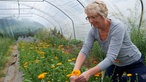 Christiane Thees schneidet ess bare Blücten ab ( Calendula). 