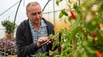 Gregor Keller knotrolliert schwarze Chili-Pflanze