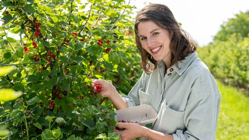 Inga Flachmeier pflückt Beeren vom Strauch. 