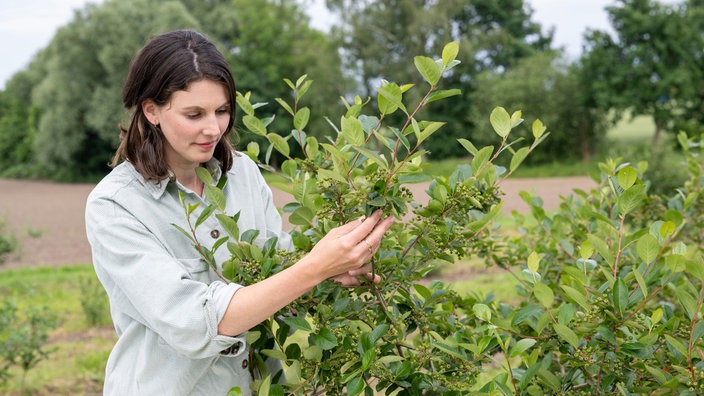  Inga Flachmeier in der Beerenplantage.