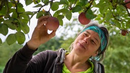 Kristin Brandt kontrolliert Äpfel am Baum