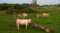 Kühe stehen auf einer großen Weide. 