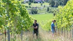 Lisa und Markus Schäfer arbeiten im Weinberg.