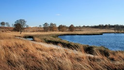 Die Maasdünen in den Niederlanden