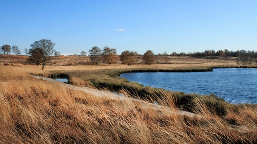 Die Maasdünen in den Niederlanden