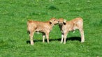 zwei Baby Rinder auf Weide