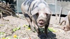 Bunte Bentheimer Schweine auf dem Hof von Melvin Berger.