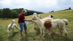 Alpaka-Fütterung auf Weide
