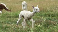 Baby-Alpaka auf Weide