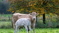 Kuh mit Kalb auf der Weide. 