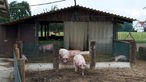 Die Schweine der Engels in ihrem offenen Stall.