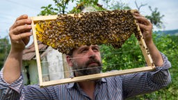  Sebastian Klein prüft Bienenwaben. 