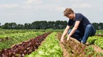 Simone Schmitz erntet Salat.