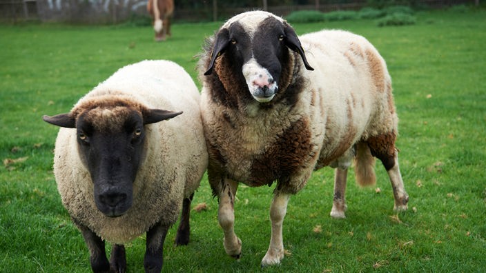 Schafe auf dem Hof vonTheresa Leiders