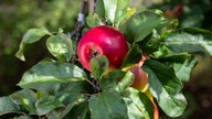 Apfel am Baum. 