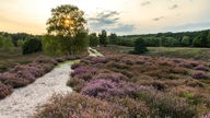 Die Westruper Heide mit der Heideblüte, im Naturpark Hohe Mark im Westmünsterland, bei Haltern.