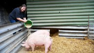 Tanja Wirtz füttert ein Schwein. 