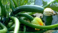 Zucchinis liegen im Garten