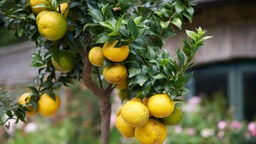 Zitronen aus dem Garten von Schloss Ippenburg.