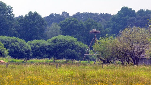 Störche am Niederrhein in der Dingender Heide