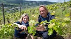 Frank Buchholz hilft Katharina Frey-Treseler in den Weinbergen. 