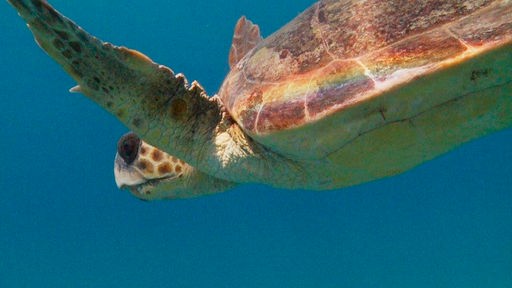 Große beige-braune Meeresschildkröte mit beige-braun geflecktem Kopf schwimmt in Nahaufnahme von oben rechts ins Bild
