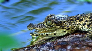 Kopf eines kleinen schwarz-beige gefleckten Krokodils mit Wassertropfen am offenen Maul vor blau-grünem Wasser