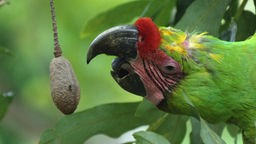 leuchtend grüner Papageienvogel mit buntem Kopf und großem dunkelgrauem Schnabel reckt sich von rechts in Bild kommend vor grünen Blättern nach einer braunen länglichen Nuss