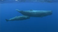 ausgewachsener grauer großer Wal mit Jungem ruhig unter Wasser treibend mittig im Bild, rundherum tiefblaues Wasser, das Junge hält seinen Kopf an den Unterleib des großen Wals