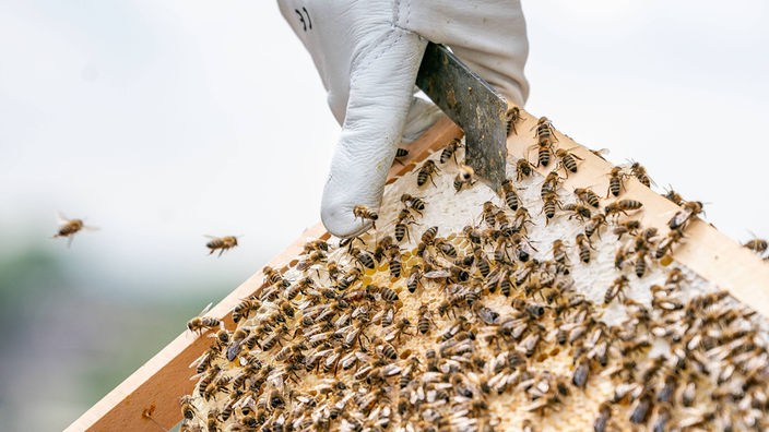 Bienen und ihr Bienenstock mit rein weißen Naturwaben werden von einem Imker gezeigt 