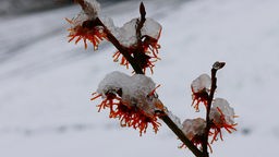 Die roten Blüten der Zaubernuss mit Schneehaube.