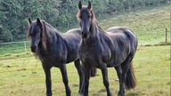 Zwei prächtige schwarze Pferde auf einer Koppel 