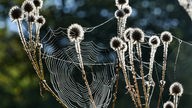Disteln mit Spinnennetz