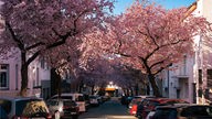 Kirschblüte im Kaiserviertel