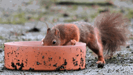 Ein durstiges EInchhörnchen trinkt  aus einem Topf.